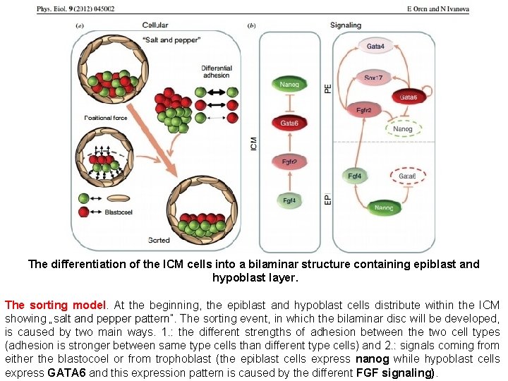 The differentiation of the ICM cells into a bilaminar structure containing epiblast and hypoblast