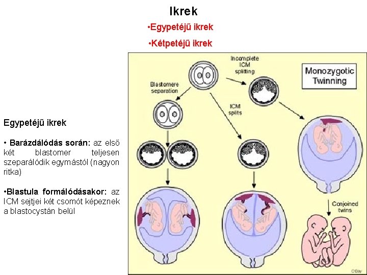 Ikrek • Egypetéjű ikrek • Kétpetéjű ikrek Egypetéjű ikrek • Barázdálódás során: az első