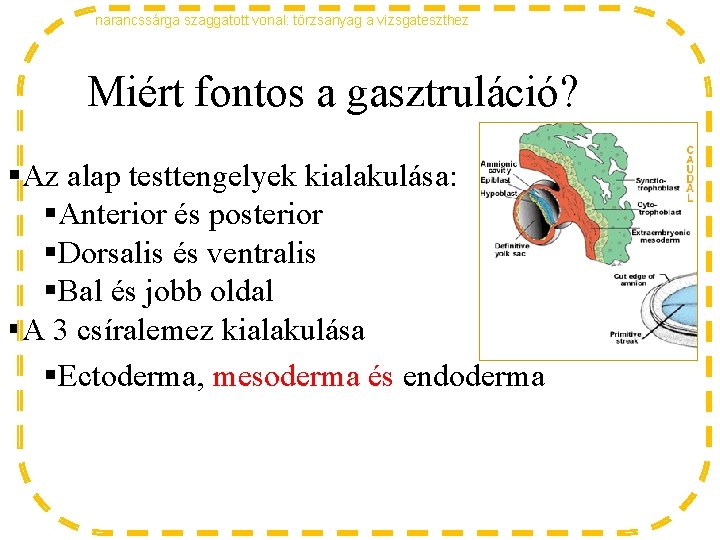 narancssárga szaggatott vonal: törzsanyag a vizsgateszthez Miért fontos a gasztruláció? §Az alap testtengelyek kialakulása: