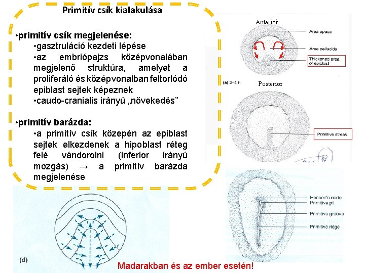 Primitív csík kialakulása Anterior • primitív csík megjelenése: • gasztruláció kezdeti lépése • az