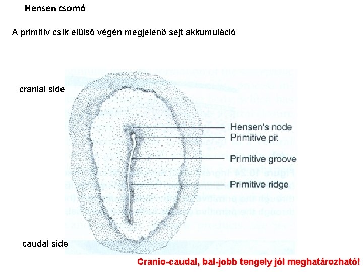 Hensen csomó A primitív csík elülső végén megjelenő sejt akkumuláció cranial side caudal side
