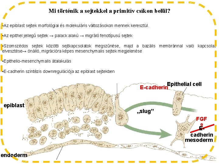 Mi történik a sejtekkel a primitív csíkon belül? • Az epiblast sejtek morfológiai és