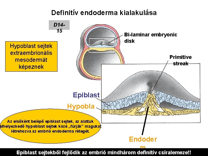 Definitív endoderma kialakulása D 1415 Bi-laminar embryonic disk Hypoblast sejtek extraembrionális mesodermát képeznek Primitive