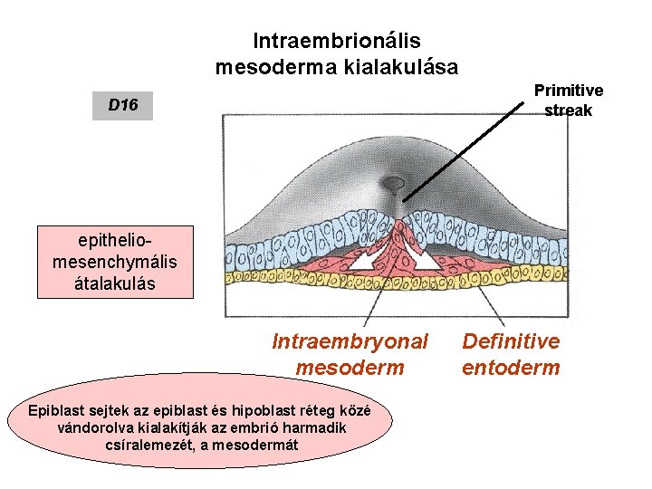 Intraembrionális mesoderma kialakulása Primitive streak D 16 epitheliomesenchymális átalakulás Intraembryonal mesoderm Epiblast sejtek az