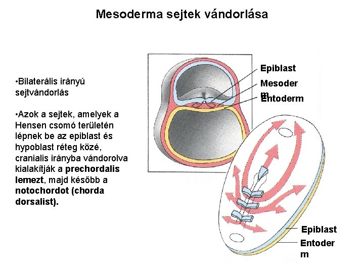 Mesoderma sejtek vándorlása Epiblast • Bilaterális irányú sejtvándorlás Mesoder m Entoderm • Azok a