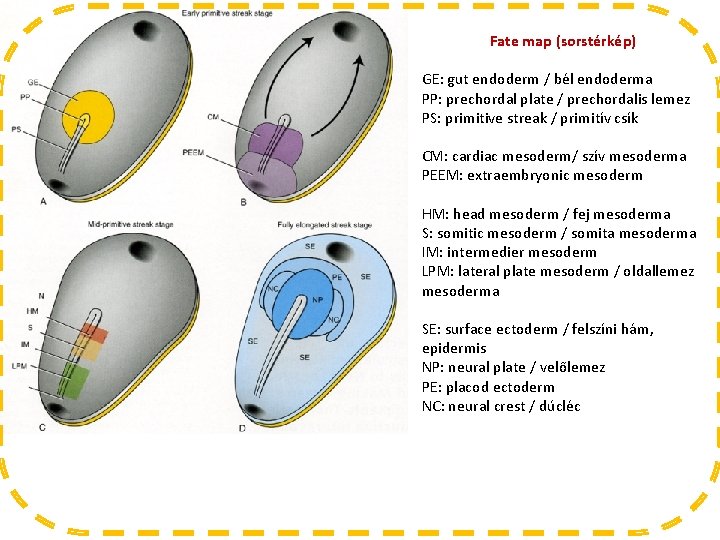 Fate map (sorstérkép) GE: gut endoderm / bél endoderma PP: prechordal plate / prechordalis