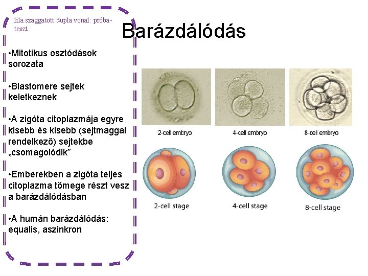 lila szaggatott dupla vonal: próbateszt Barázdálódás • Mitotikus osztódások sorozata • Blastomere sejtek keletkeznek