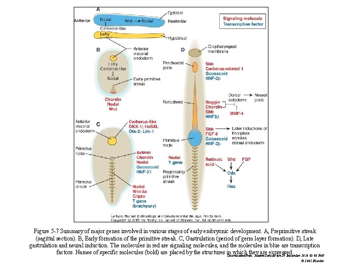 Figure 5 -7 Summary of major genes involved in various stages of early embryonic