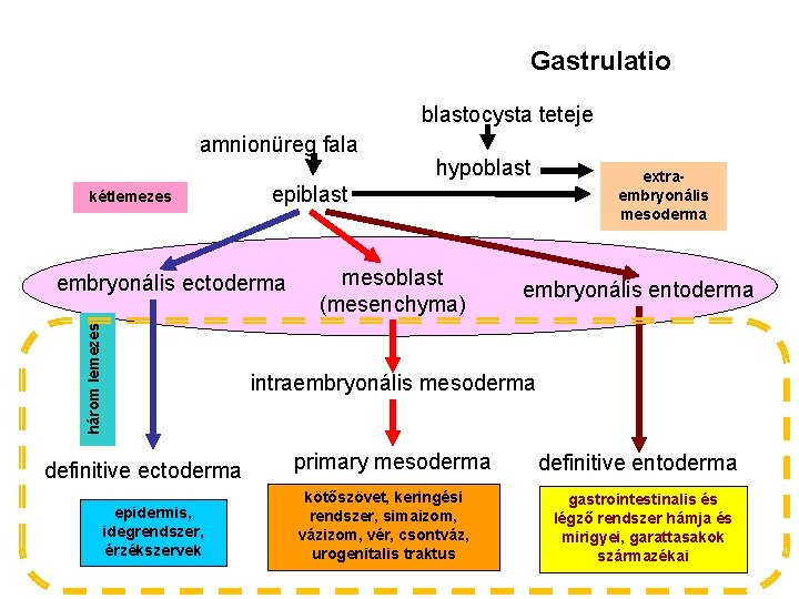 Gastrulatio blastocysta teteje amnionüreg fala kétlemezes epiblast embryonális ectoderma három lemezes hypoblast mesoblast (mesenchyma)