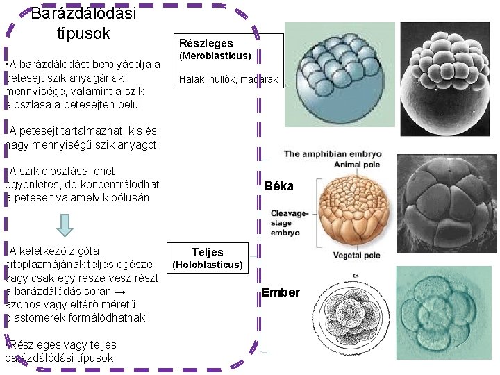 Barázdálódási típusok • A barázdálódást befolyásolja a petesejt szik anyagának mennyisége, valamint a szik