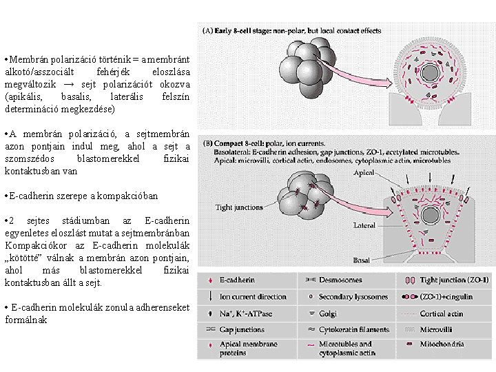  • Membrán polarizáció történik = a membránt alkotó/asszociált fehérjék eloszlása megváltozik → sejt
