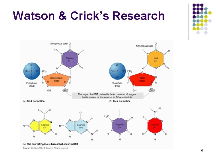 Watson & Crick’s Research 16 