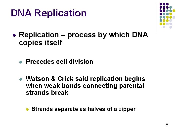 DNA Replication l Replication – process by which DNA copies itself l Precedes cell