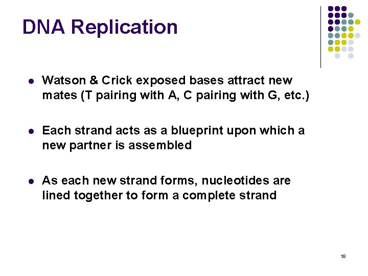 DNA Replication l Watson & Crick exposed bases attract new mates (T pairing with