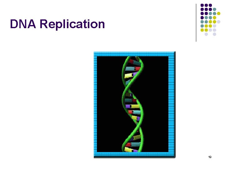 DNA Replication 062 A 3 REP. MOV 19 