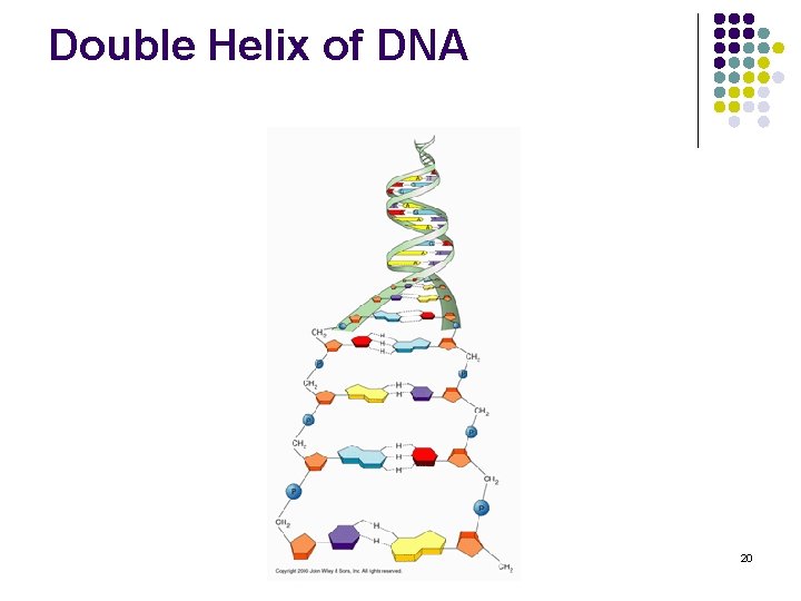 Double Helix of DNA 20 