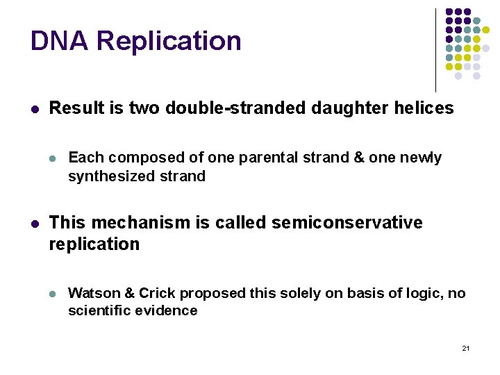 DNA Replication l Result is two double-stranded daughter helices l l Each composed of