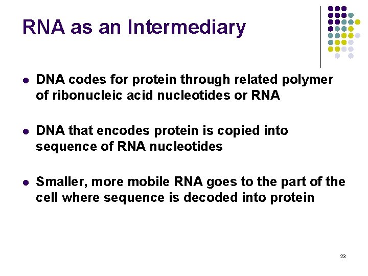 RNA as an Intermediary l DNA codes for protein through related polymer of ribonucleic