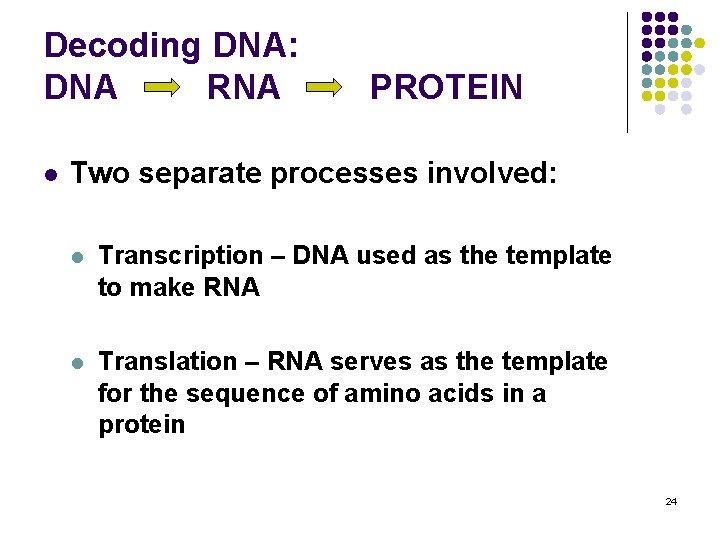 Decoding DNA: DNA RNA l PROTEIN Two separate processes involved: l Transcription – DNA