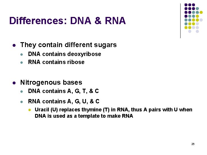 Differences: DNA & RNA l They contain different sugars l l l DNA contains