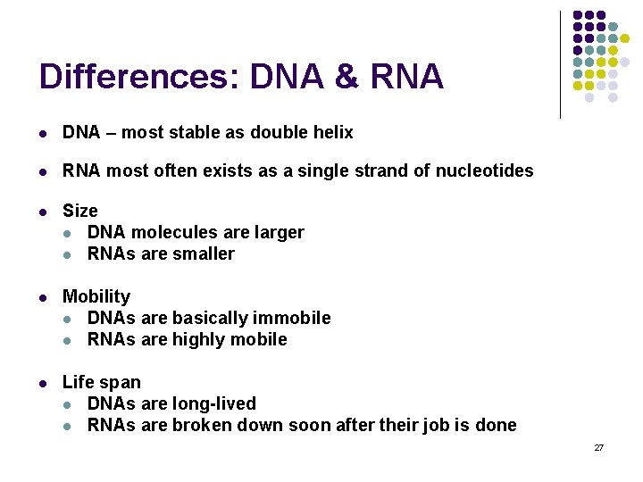 Differences: DNA & RNA l DNA – most stable as double helix l RNA