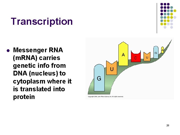 Transcription l Messenger RNA (m. RNA) carries genetic info from DNA (nucleus) to cytoplasm