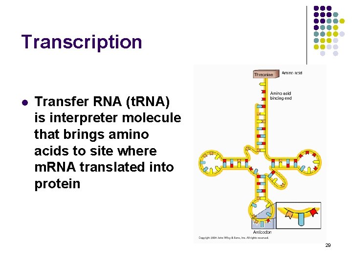 Transcription l Transfer RNA (t. RNA) is interpreter molecule that brings amino acids to