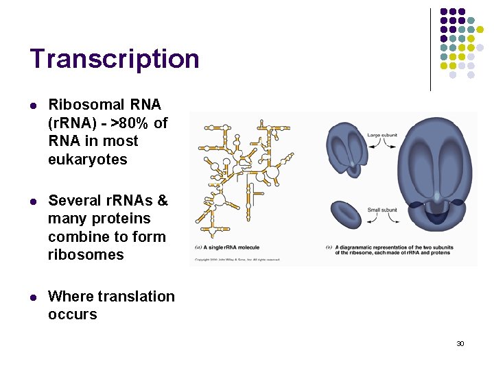 Transcription l Ribosomal RNA (r. RNA) - >80% of RNA in most eukaryotes l