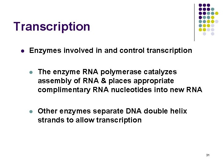 Transcription l Enzymes involved in and control transcription l The enzyme RNA polymerase catalyzes