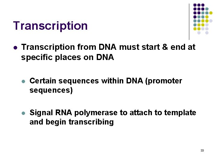 Transcription l Transcription from DNA must start & end at specific places on DNA