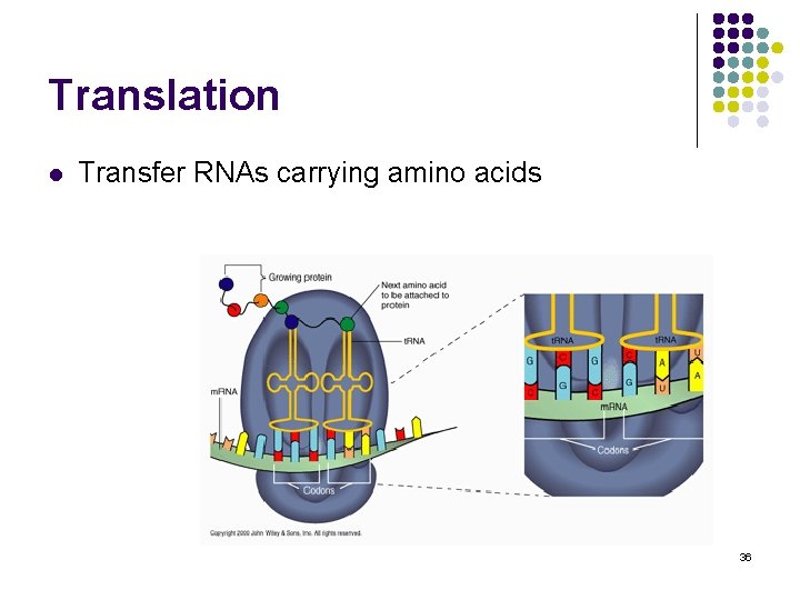 Translation l Transfer RNAs carrying amino acids 36 