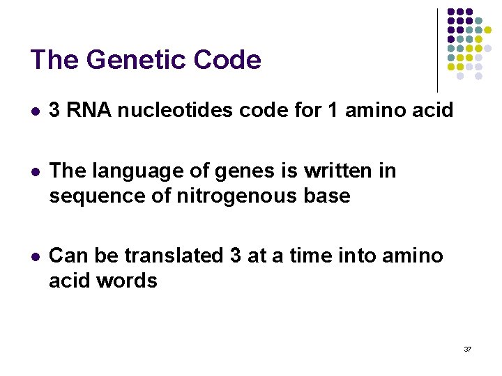 The Genetic Code l 3 RNA nucleotides code for 1 amino acid l The