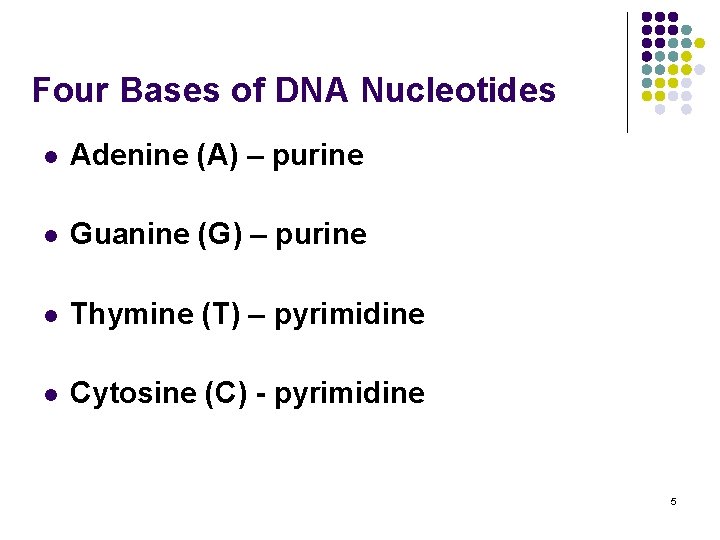 Four Bases of DNA Nucleotides l Adenine (A) – purine l Guanine (G) –