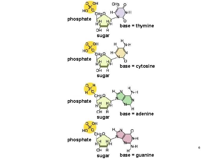 phosphate base = thymine sugar phosphate base = cytosine sugar phosphate sugar base =