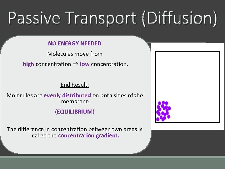 Passive Transport (Diffusion) NO ENERGY NEEDED Molecules move from high concentration low concentration. End