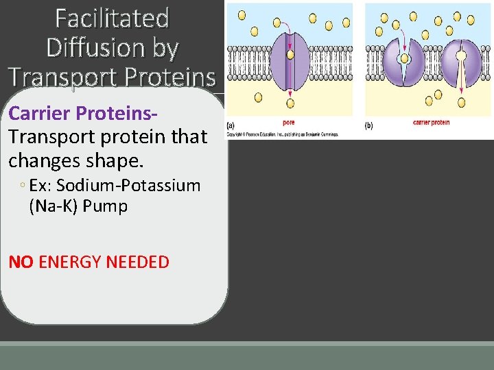 Facilitated Diffusion by Transport Proteins Carrier Proteins. Transport protein that changes shape. ◦ Ex: Facilitated Diffusion by Transport Proteins Carrier Proteins. Transport protein that changes shape. ◦ Ex: