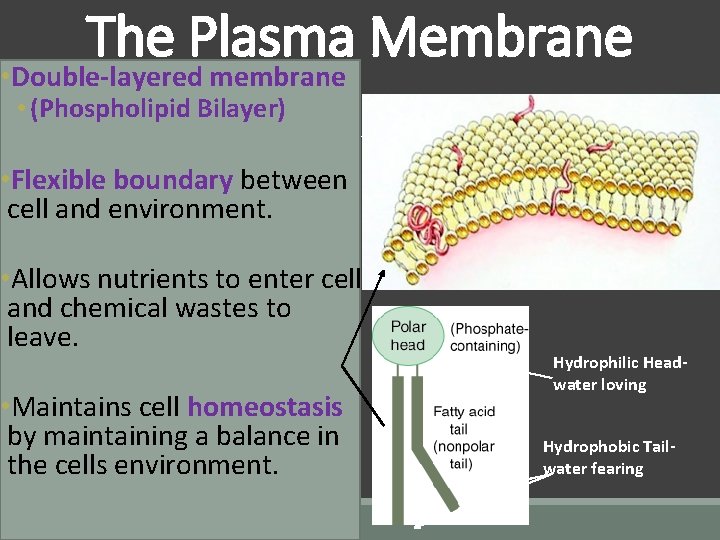 The Plasma Membrane • Double-layered membrane • (Phospholipid Bilayer) • Flexible boundary between cell The Plasma Membrane • Double-layered membrane • (Phospholipid Bilayer) • Flexible boundary between cell