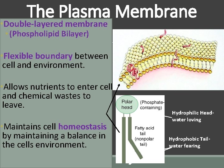 The Plasma Membrane • Double-layered membrane • (Phospholipid Bilayer) • Flexible boundary between cell