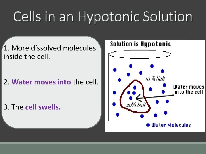 Cells in an Hypotonic Solution 1. More dissolved molecules inside the cell. 2. Water