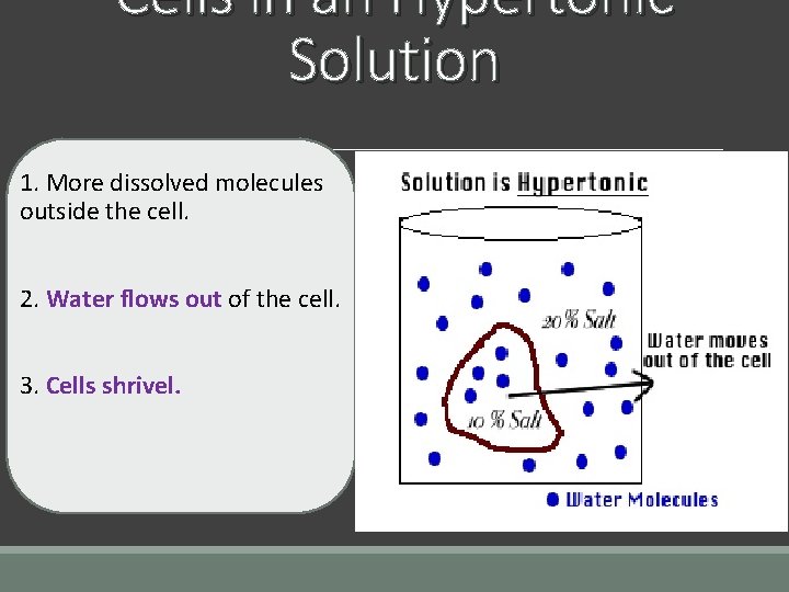 Cells in an Hypertonic Solution 1. More dissolved molecules outside the cell. 2. Water Cells in an Hypertonic Solution 1. More dissolved molecules outside the cell. 2. Water