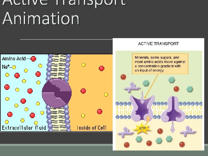 Active Transport Animation 