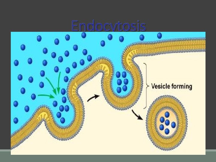 Endocytosis Endocytosis