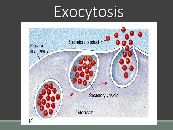 Exocytosis Exocytosis