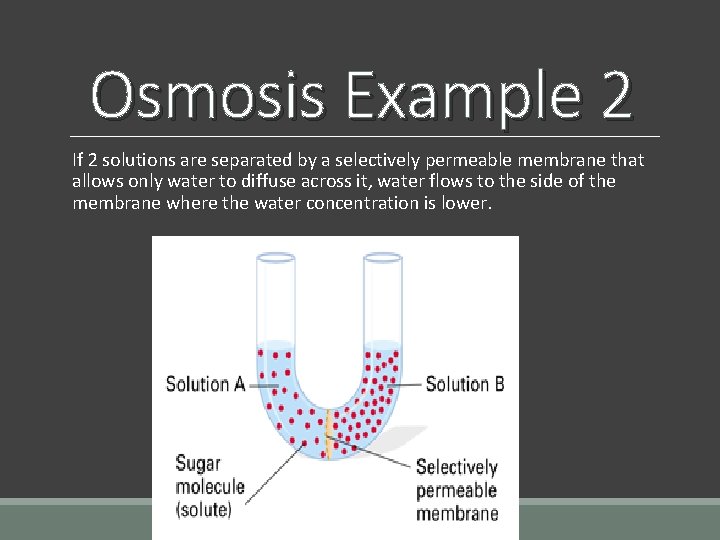 Osmosis Example 2 If 2 solutions are separated by a selectively permeable membrane that