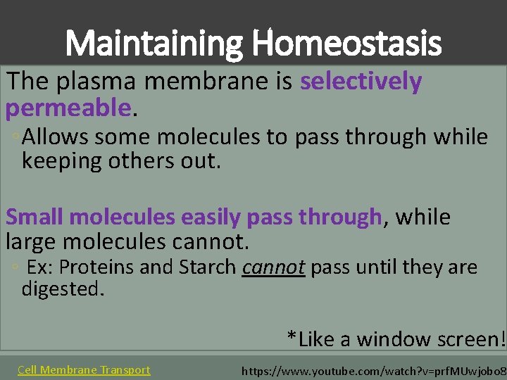 Maintaining Homeostasis The plasma membrane is selectively permeable. ◦ Allows some molecules to pass