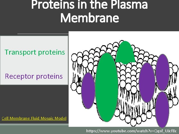 Proteins in the Plasma Membrane Transport proteins Receptor proteins Cell Membrane Fluid Mosaic Model