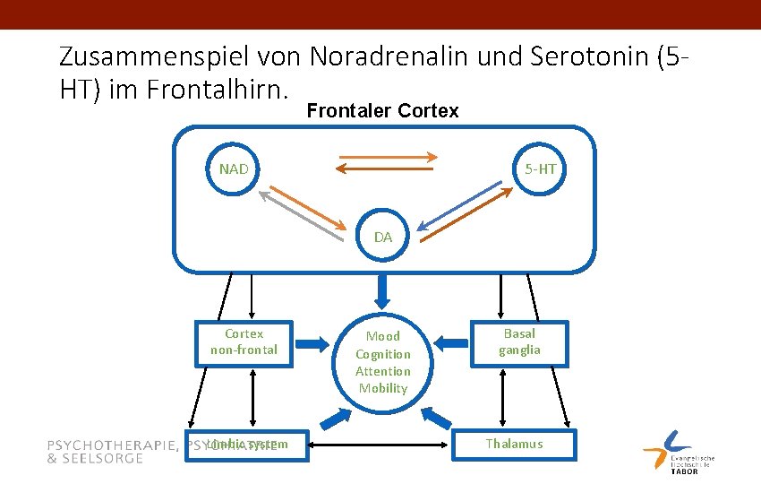 Zusammenspiel von Noradrenalin und Serotonin (5 HT) im Frontalhirn. Frontaler Cortex NAD 5 -HT