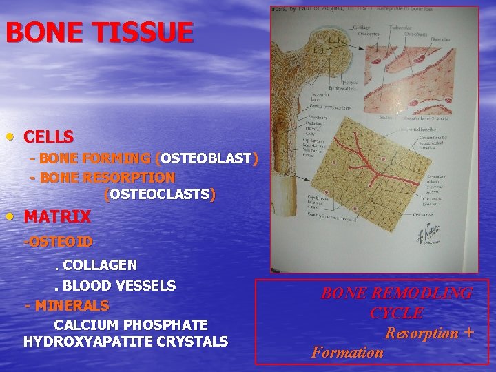 BONE TISSUE • CELLS - BONE FORMING (OSTEOBLAST) - BONE RESORPTION (OSTEOCLASTS) • MATRIX