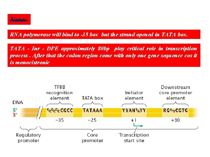 Note: RNA polymerase will bind to -35 box but the strand opened in TATA