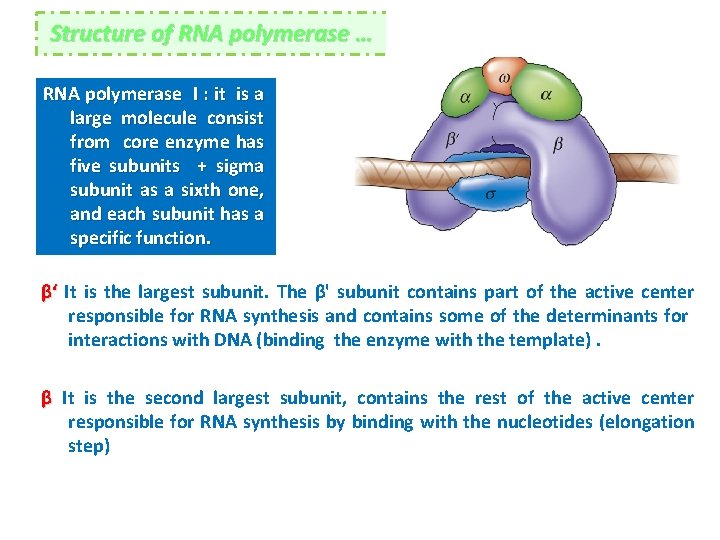 Structure of RNA polymerase … RNA polymerase I : it is a large molecule